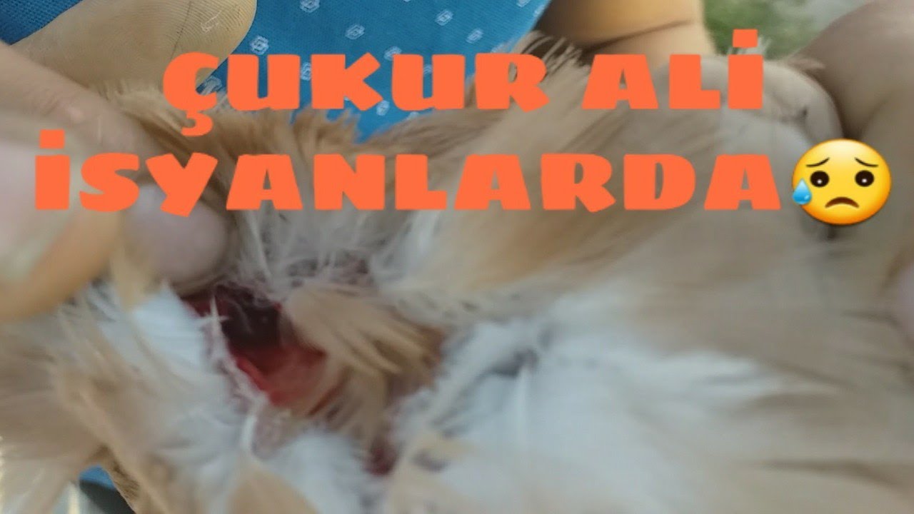 ÇUKURUN KUŞUNU KEDİ KAPTI ÇINAR KURTARDI