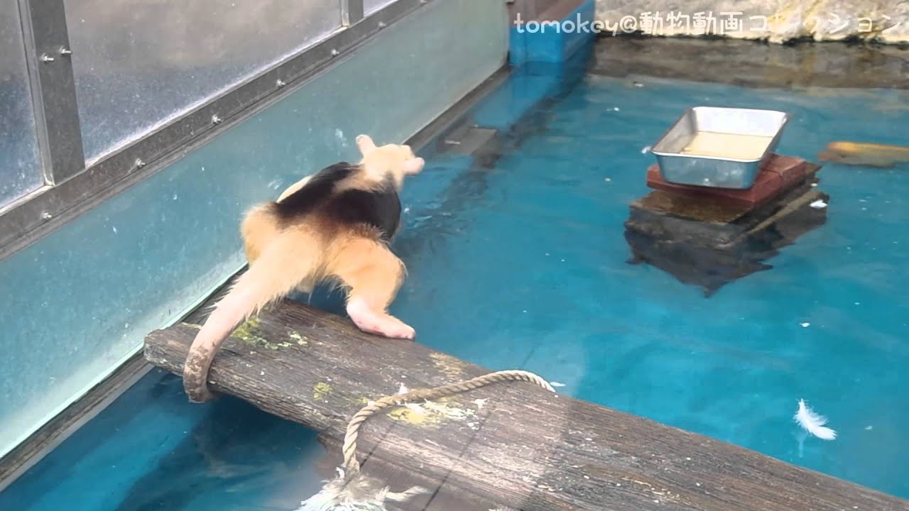 20150114【ドンくんの執念・・・@サンシャイン水族館】