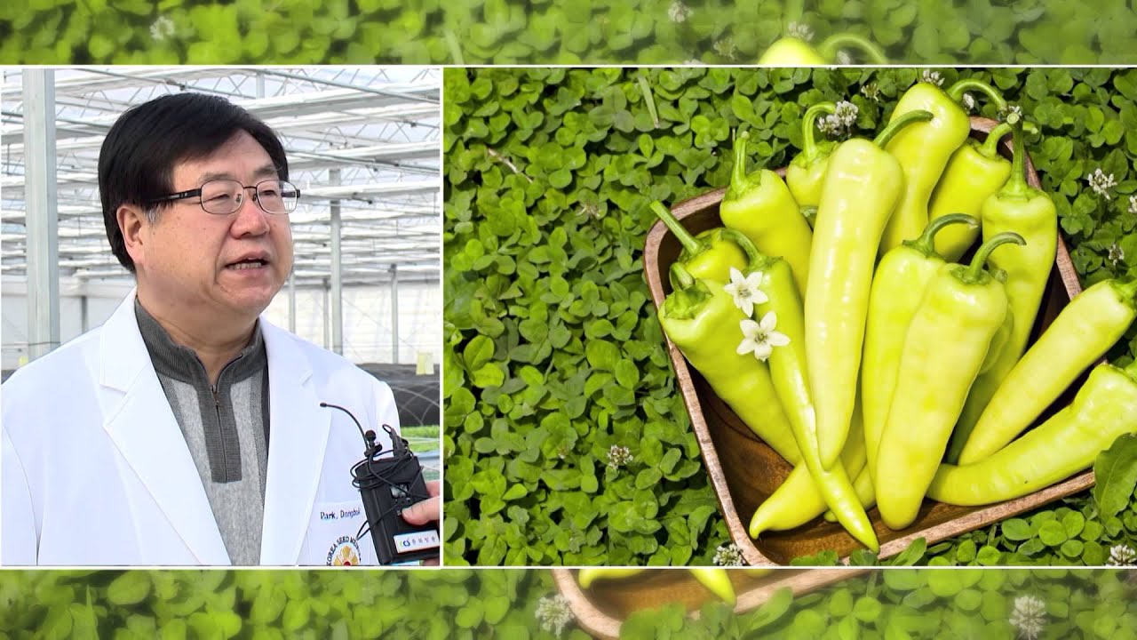 당뇨 효능 &lsquo;당조고추&rsquo; 인기 높아져 - CCS충북방송