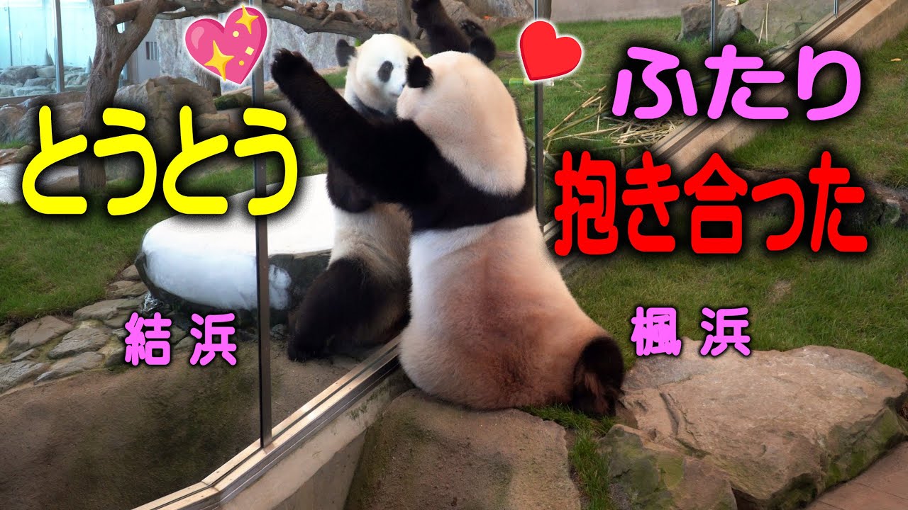 【笑える目覚めから一転感激の渦中に！】子パンダ楓浜の結ネエね今日はタケノコ談義😍
