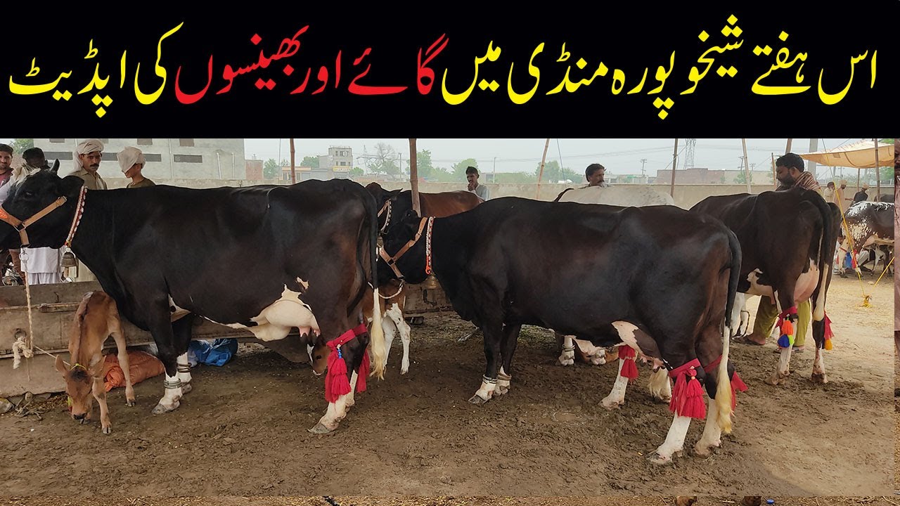 Cow ki fresh Demand in Sheikhupura and Sheikhupura Mandi | Today Sheikhupura Cattle Mandi update