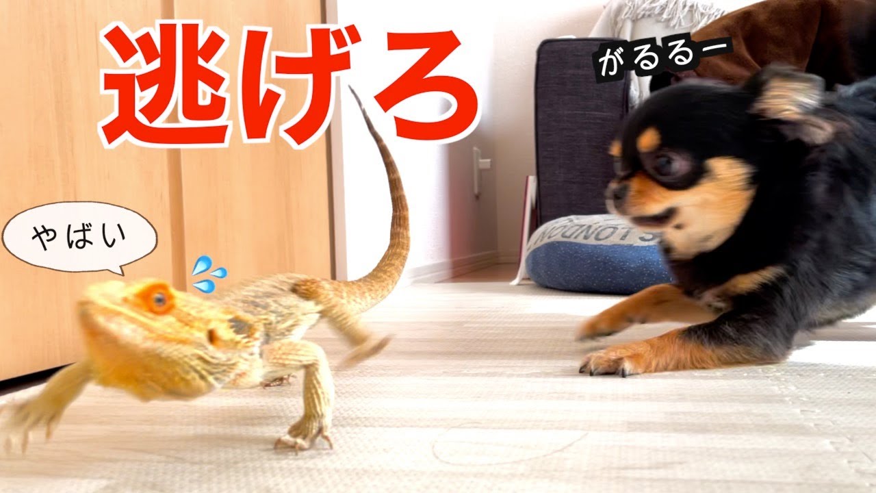 【鬼ごっこ】犬から逃げるトカゲ！チワワとフトアゴの鬼ごっこが怖すぎた！【習性・性格】