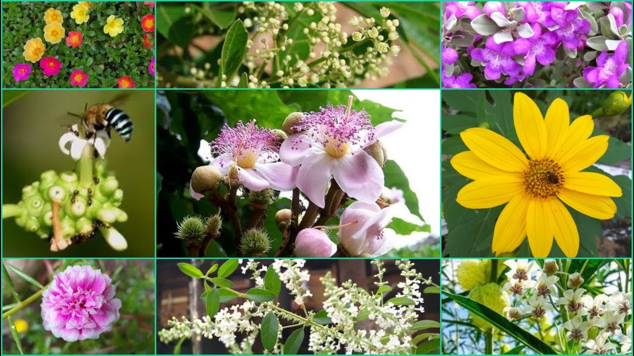 Flores que as abelhas mais gostam, principalmente a Jataí!(Parte 2) #ABELHASNATIVAS