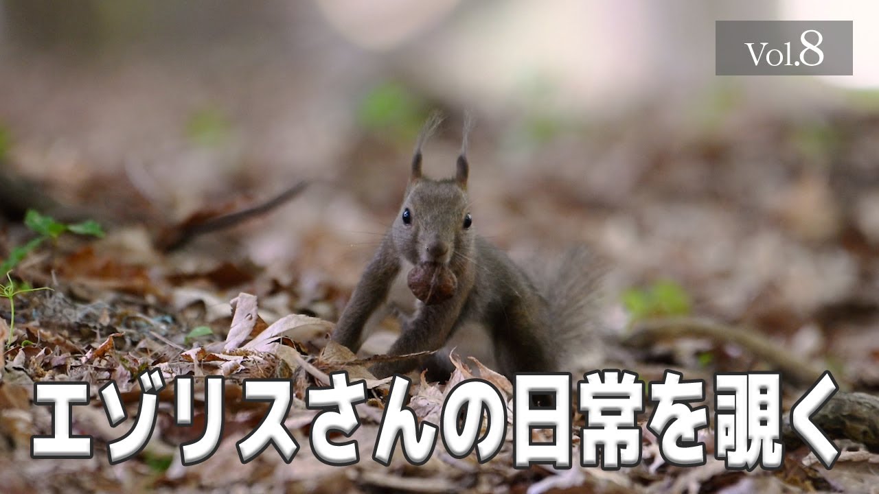 【エゾリスさんの日常を覗く】 Vol.08　#エゾリス #北海道 #野生動物 #癒し