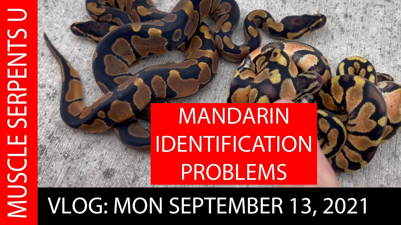 MANDARIN BALL PYTHON IDs; plus BURMESE PYTHON COOLNESS! 9-13-21