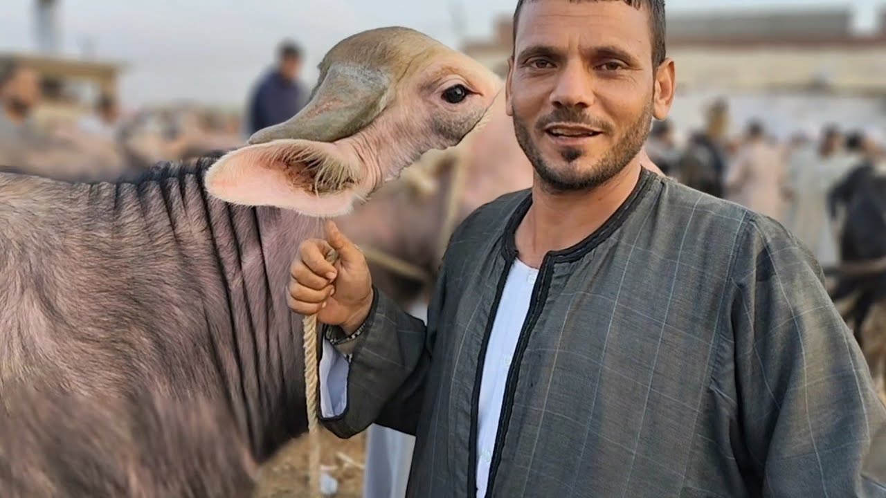 اسعار العجول الذكوره الجاموس اللحم بسوق دمنهور العمومي للمواشي يوم 8/11/2025
