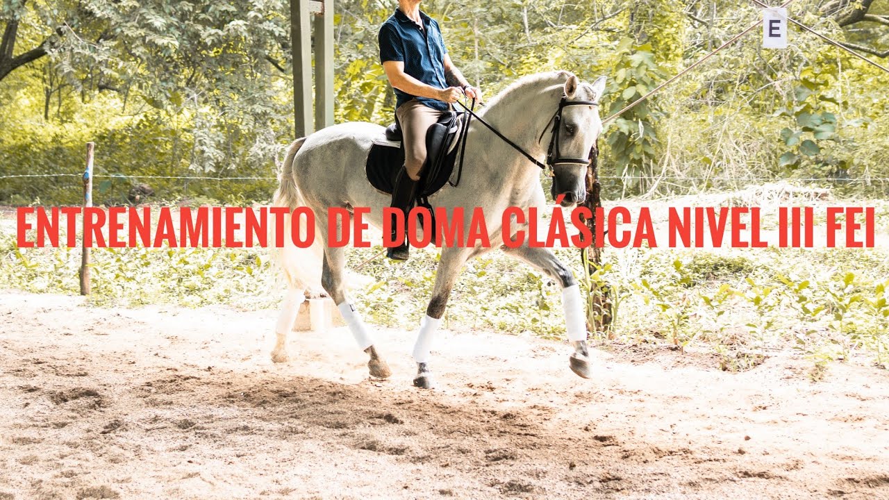 Entrenamiento de doma clásica nivel III FEI 🐴 #equitacion #doma #hipica #adiestramiento