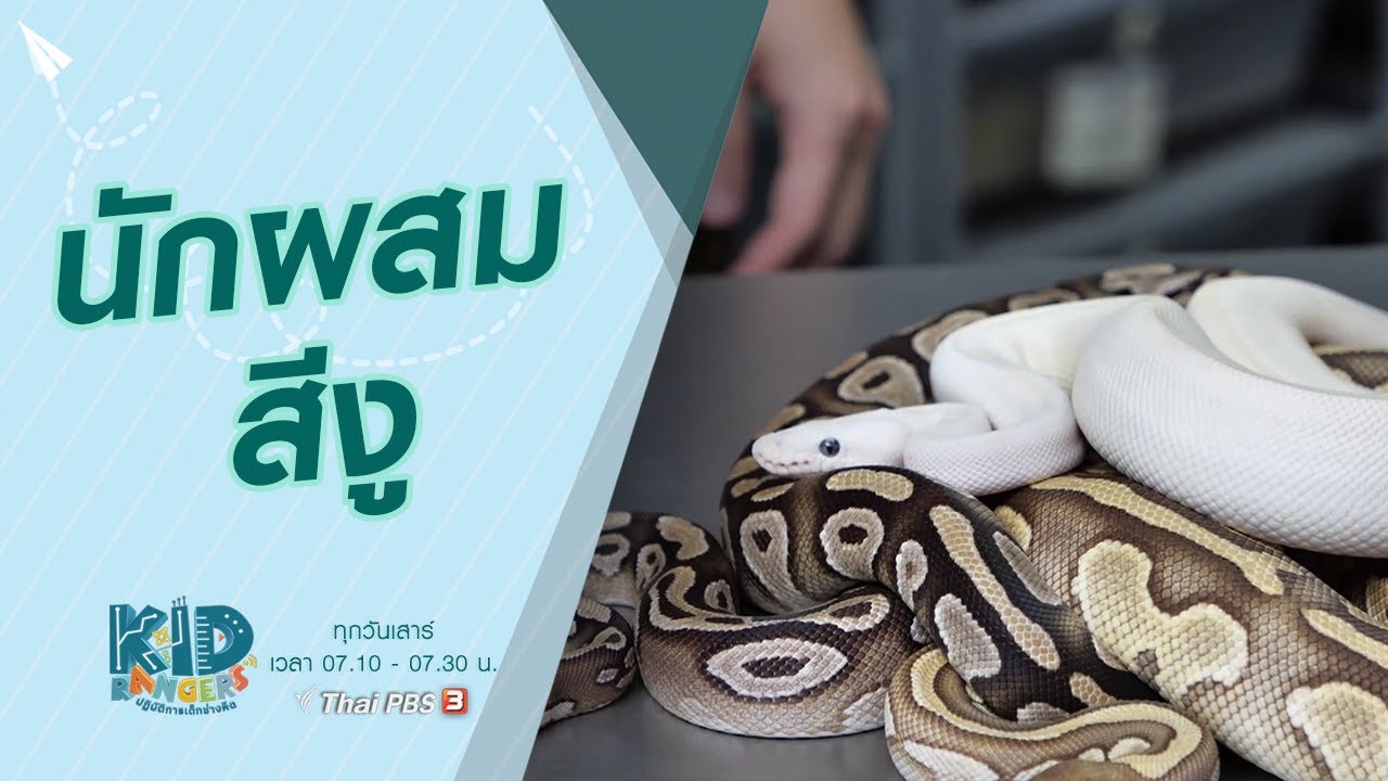 นักผสมสีงู : Kid Rangers ปฏิบัติการเด็กช่างคิด (26 ธ.ค. 63)