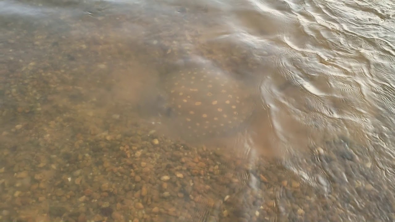 O PERIGOSO QUASE INVISÍVEL, CUIDADO PESCADOR. ARRAIAS DO RIO ARAGUAIA.