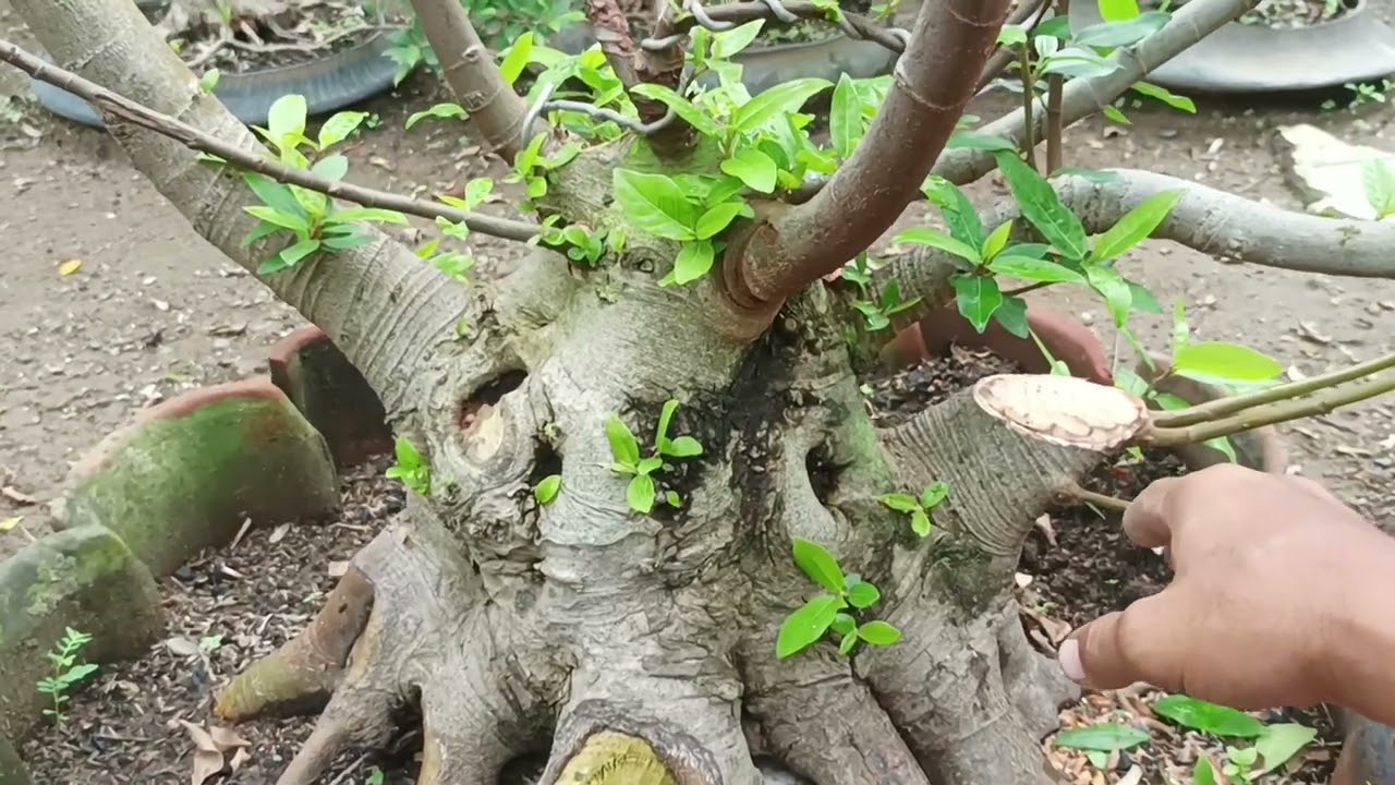 Tahap lanjutan press cabang bonsai loa 
