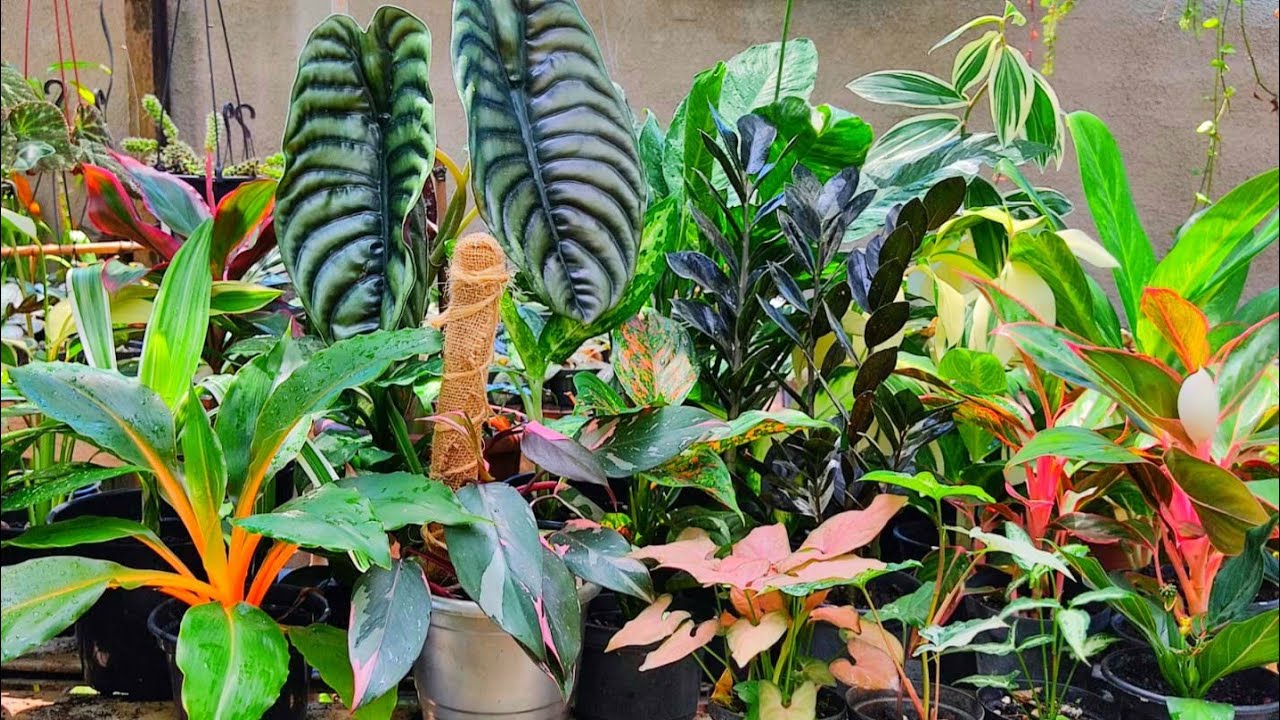 plantas a venda/ filodendros/Begônia/Episcias/Antúrio/e muito mais😉😍