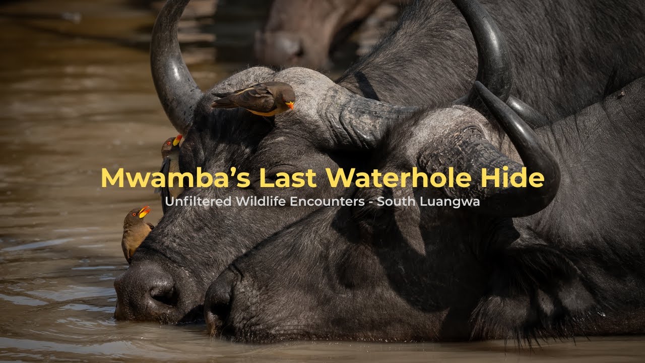 Epic Wildlife Encounters at Mwamba's Last Waterhole Hide | South Luangwa Safari with Mark Smith