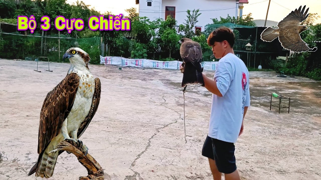 Shika - Ưng Ấn - Black Kite Con Nào Mạnh Nhất | Dân Tộc Tây Bắc Tv