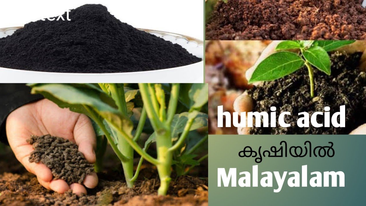 humi star in agriculture/Malayalam കൊടുക്കുന്ന വളങ്ങൾ എല്ലാം ചെടി പെട്ടെന്ന് വലിച്ചെടുക്കാൻ