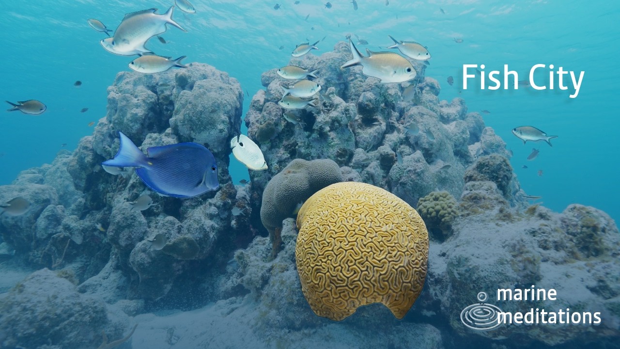 Reef Calm #10 | Fish Fest On A Crystal Clear Day Under The Surface