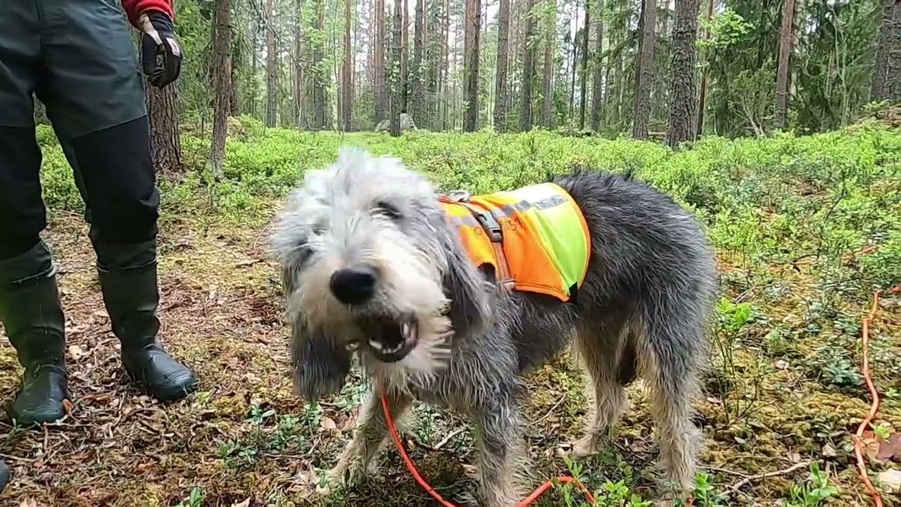 Spårträning vildsvinsklöv Maj 2022