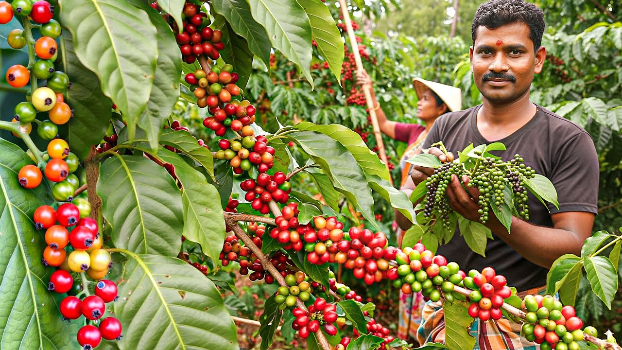 How Indian Farmers Harvest 100 Million Pounds in Black Pepper for the World