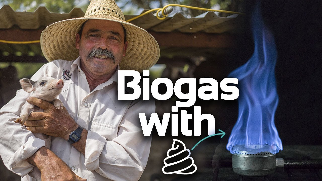 Producing biogas with cow dung | Biodigester Sistema.bio