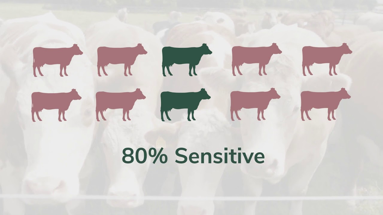 What are bovine TB tests and how do they work - a step-by-step guide for Irish farmers