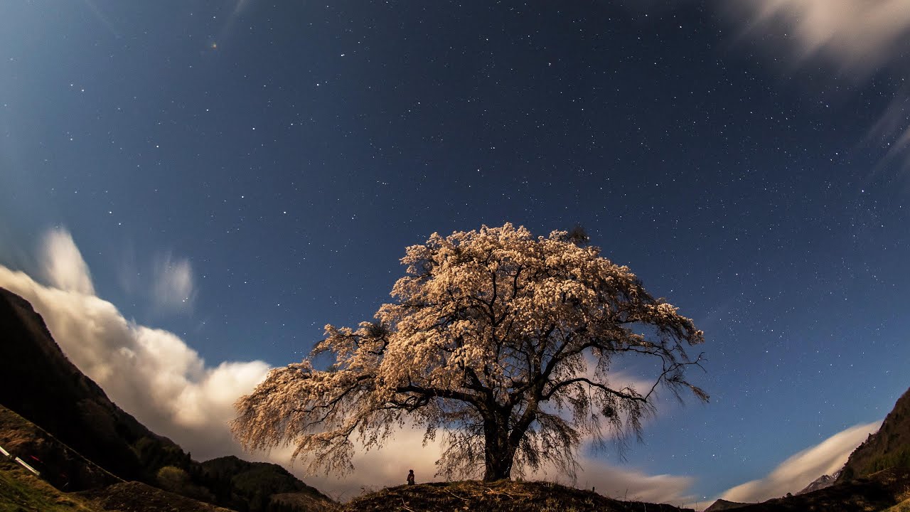 [ 4K Ultra HD ] 発知の一本桜の銘木 Hocchi Cherry Blossoms (Shot on RED EPIC)