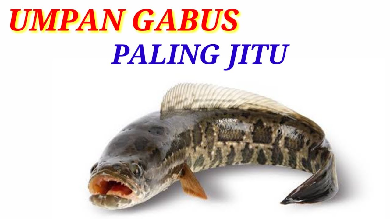 12 umpan gabus paling jitu | the most effective cork bait