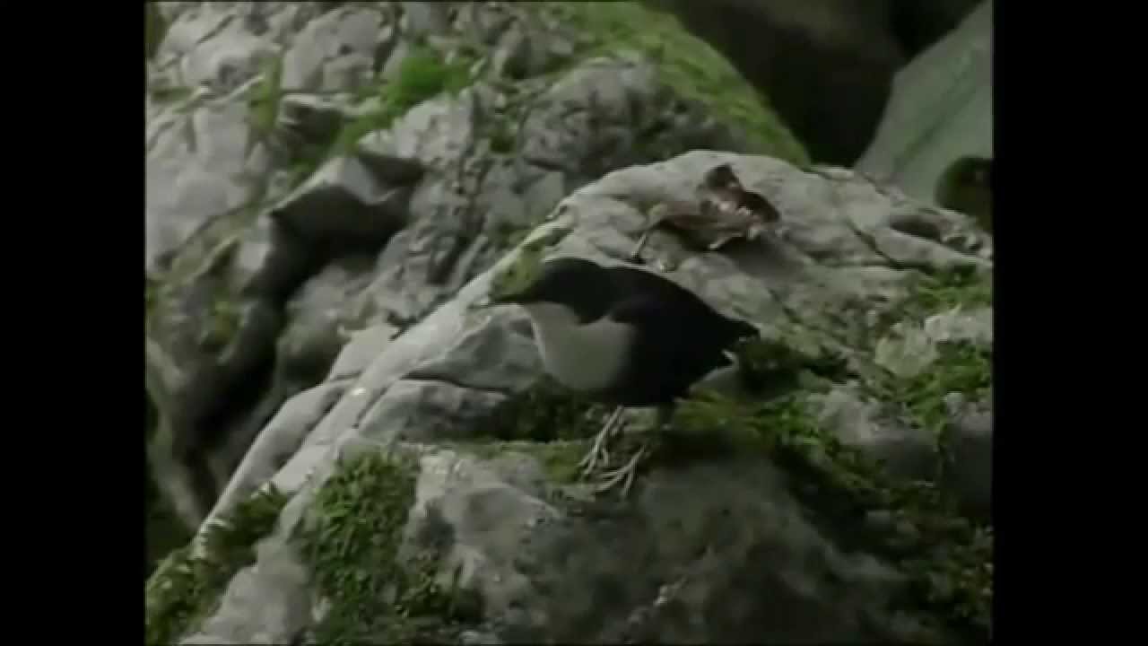 Zvijezda planina