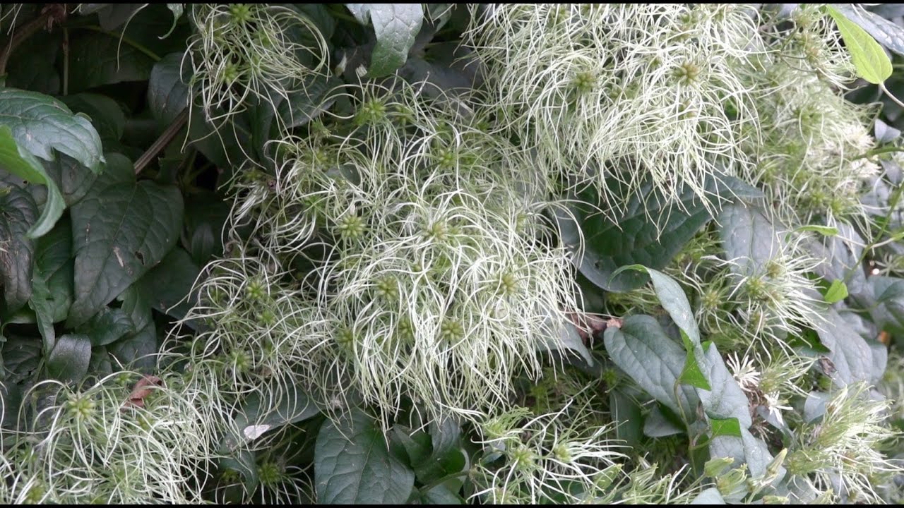 Klimplanten: de Clematis, een 'Wintergroene' klimmer?