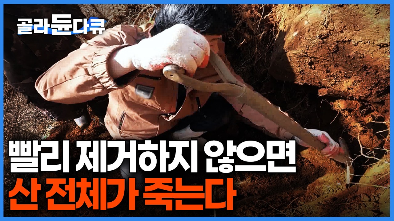방치하면 끝장난다. 한 달에 20cm 자라 산 전체를 고사시키는 칡의 실체｜산림 파괴 주범 유해식물 칡 제거 작전｜극한직업｜#골라듄다큐
