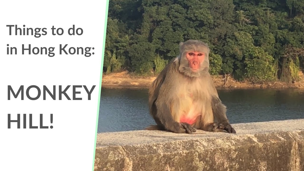 Things to do in Hong Kong: Monkey Hill! (Kam Shan Country Park)