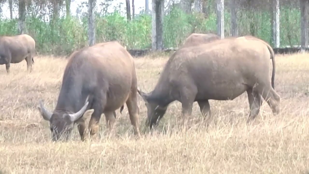 A herd of buffaloes grazing near a modern city. #buffalo #animals #buffalocheck 