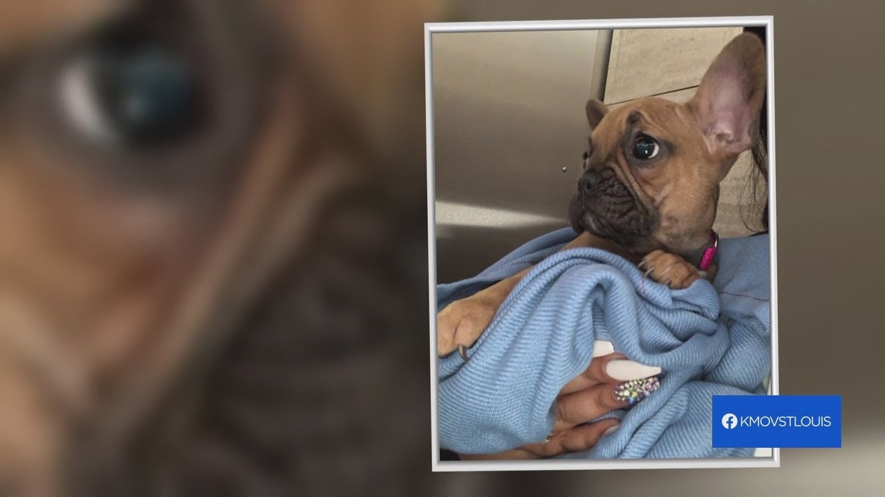 Another Petland customer says her pet died shortly after purchase