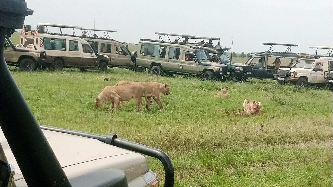 Simba, Mufasa, King Lion Killed Pumba at Maasai Mara. POTARIFT TOURS 
