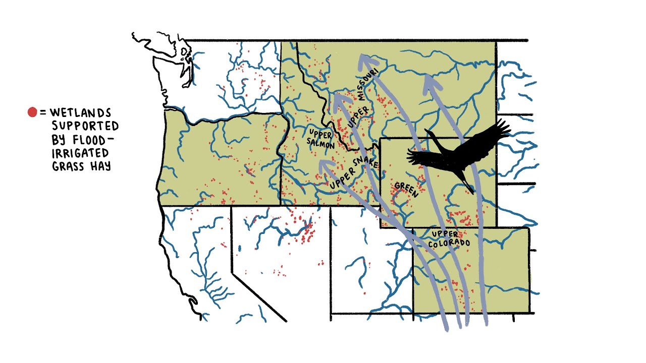 Sustaining Wetlands & Watersheds with Flood-Irrigated Grass Hay