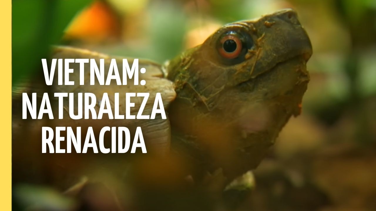 El Secreto de Vietnam: La Naturaleza que Derrotó a la Guerra | Episodio Completo