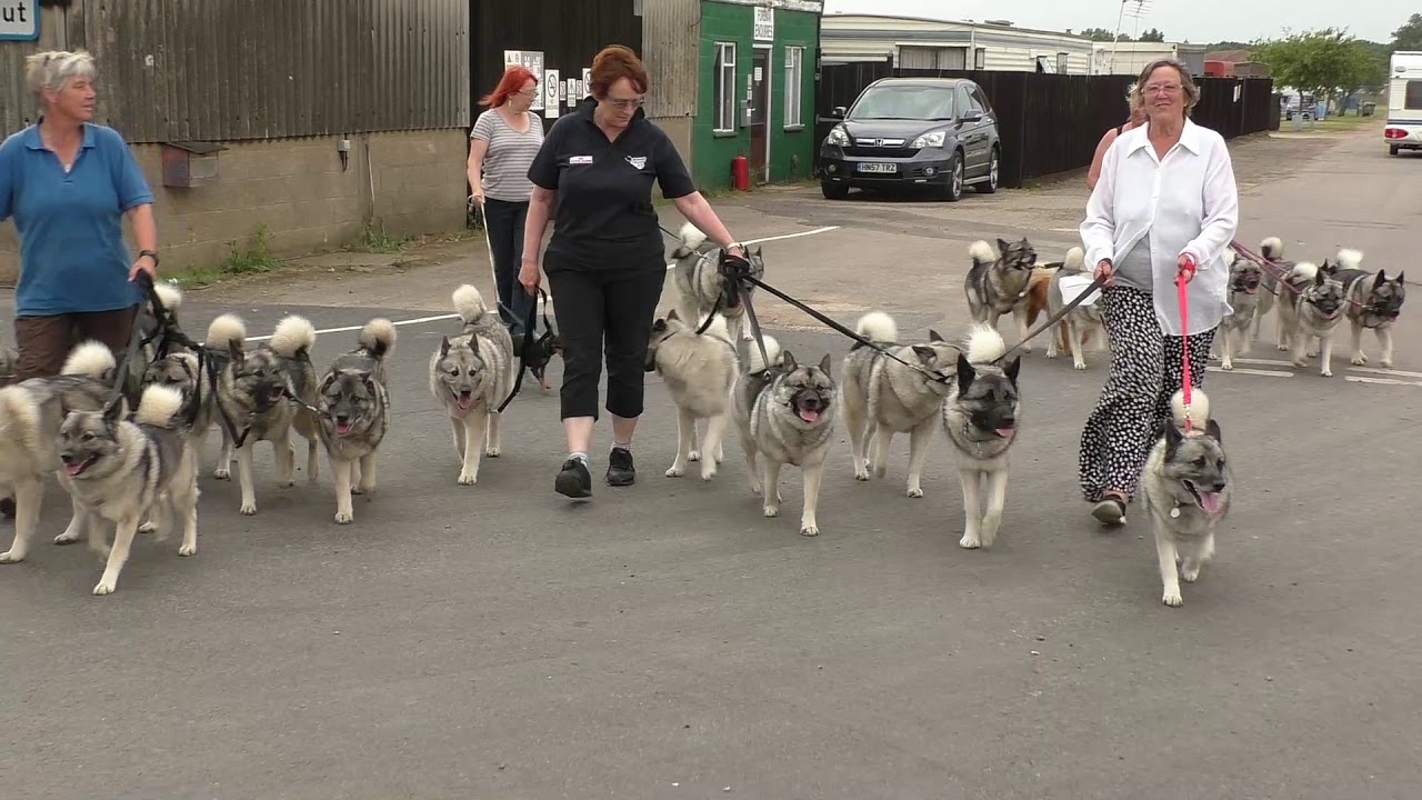 Elkhounds evening walk, East of England Showground 2017