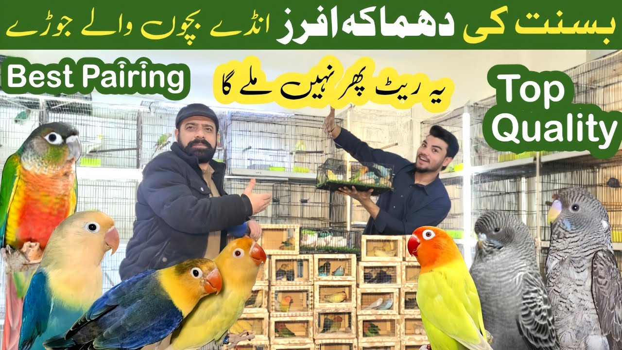 Love Birds | Best Pairing | Basant 2026 