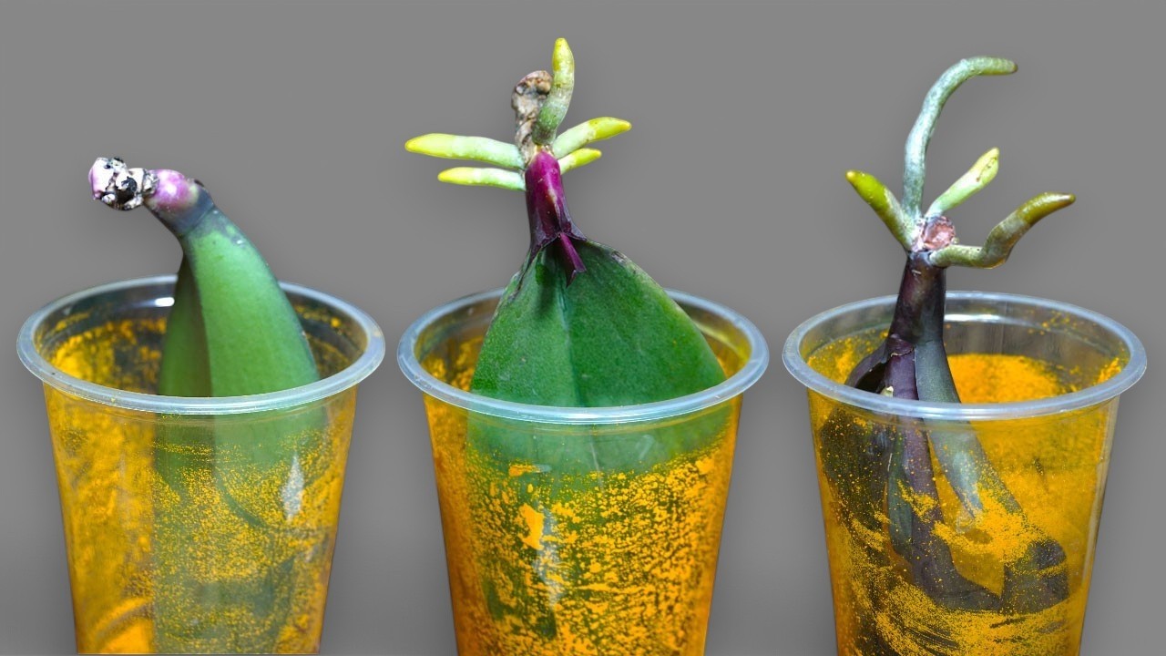 🌸Just rice! Orchid leaves grow 200% of roots immediately and bloom super flowers