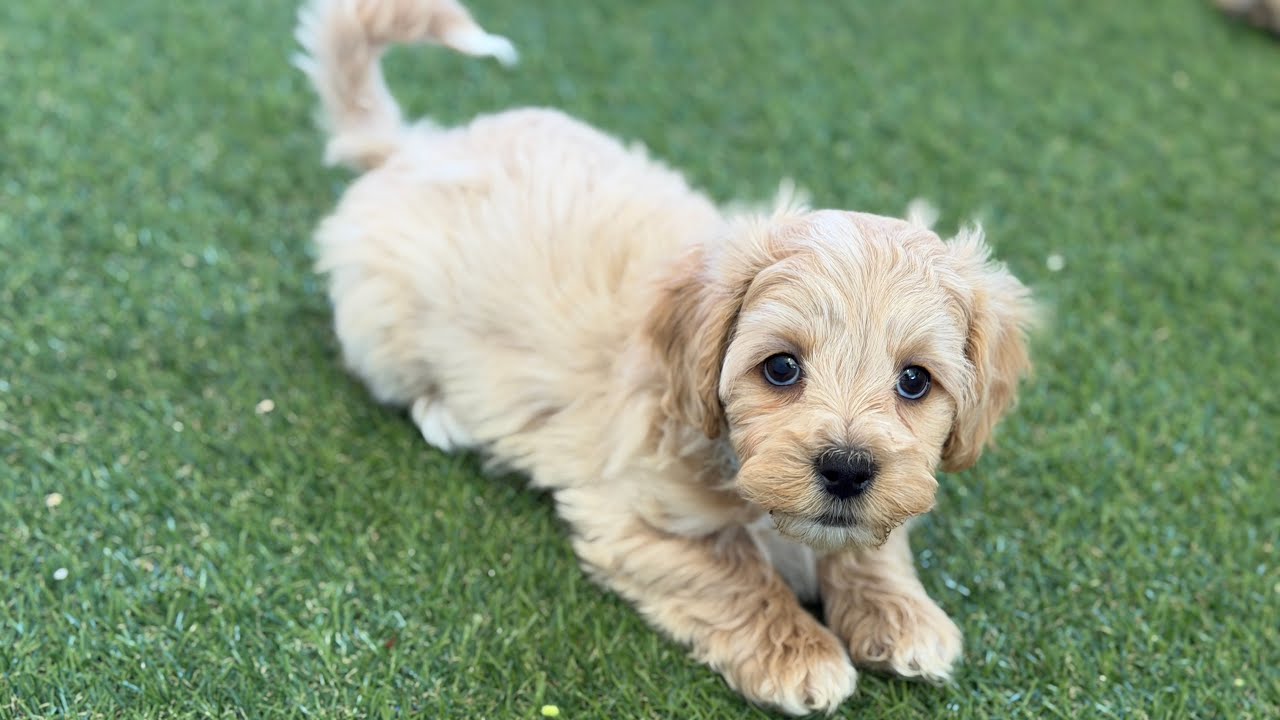 Honey-Hank 12/26/25 maltipoo puppies 9 weeks old 
