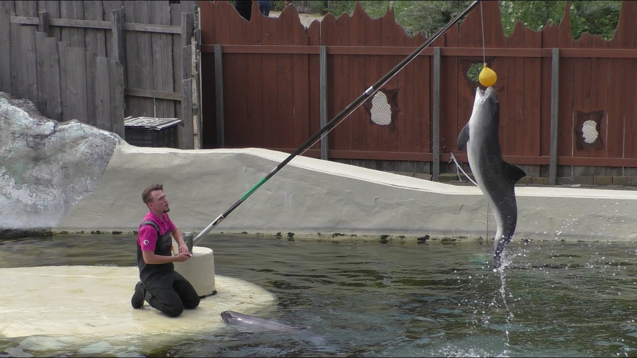 Kleine Dolfijn De Bruinvis Dolfinarium 2020