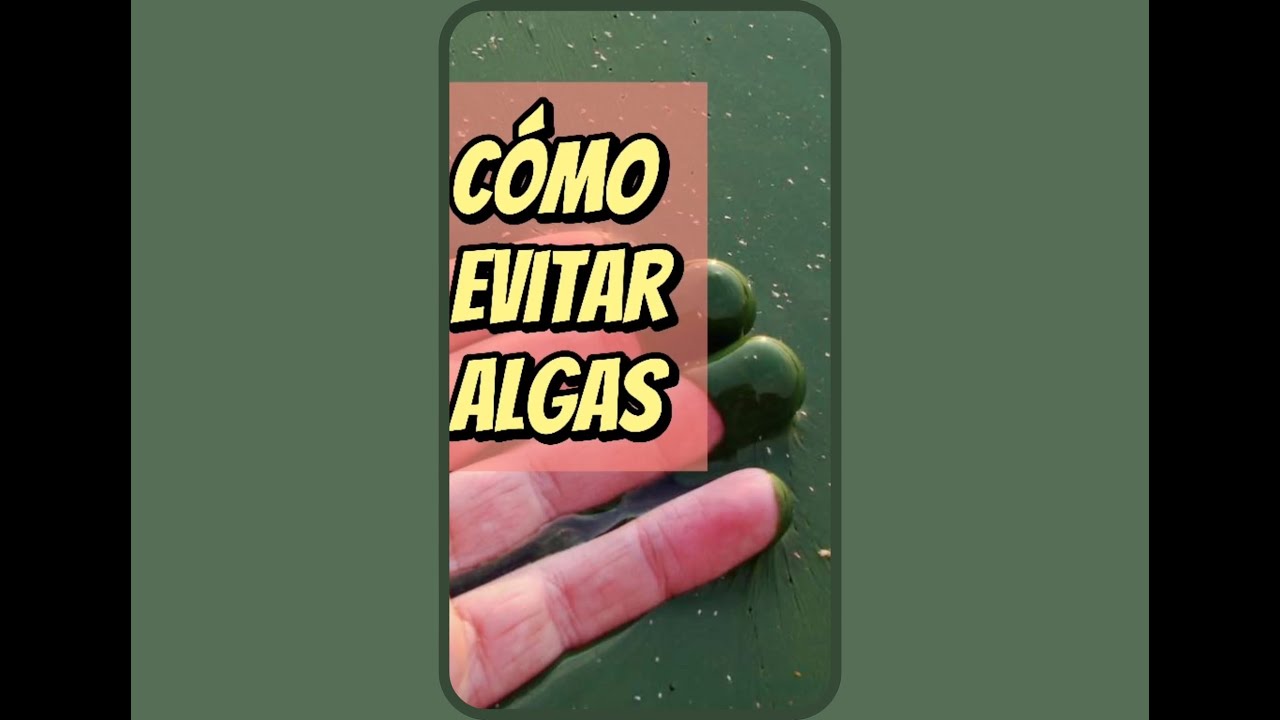 🎥 Cómo Evitar Algas en un Depósito de Agua – Guía Completa 💧🌱
