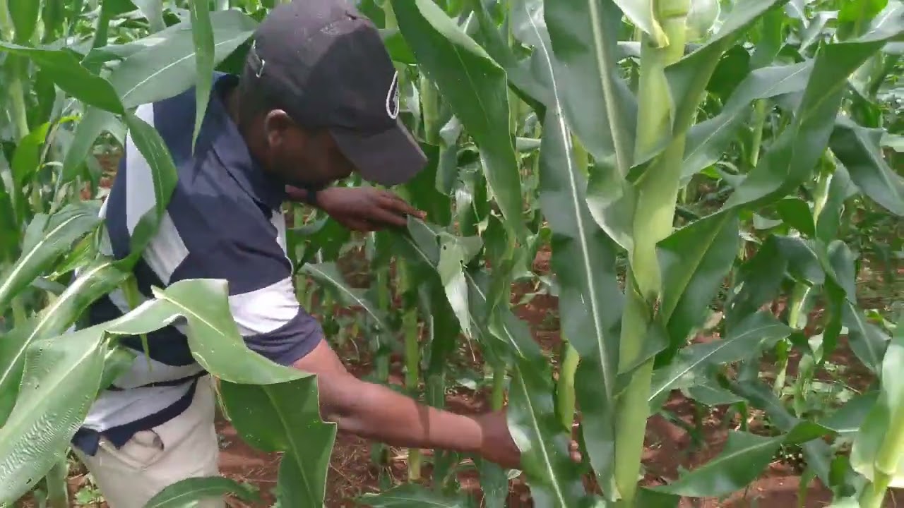 Le maïs est très rentable! la récolte sera très bonne.