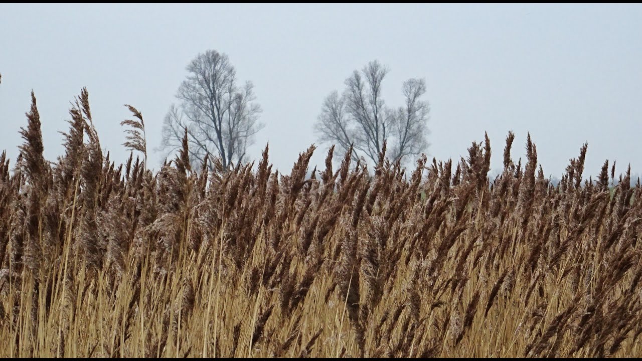 Riet