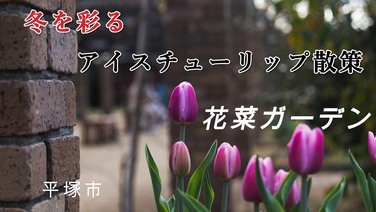 【花菜ガーデン】　冬を彩るアイスチューリップ散策　冬の花　Ice tulips　神奈川県平塚市　2025.12.09