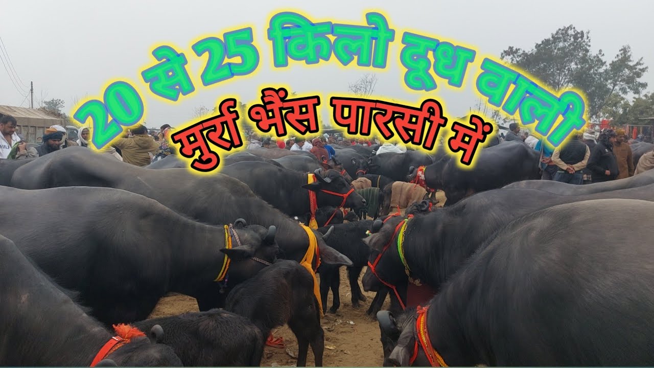 Parsi Pashu Mandi | Pashu Hatwara | Sale Murra Buffalo | Meerut Mandi | Up Bhes | Bhes Mela | Newvid