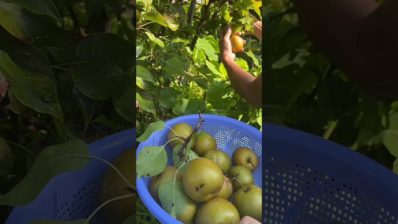 Harvesting all of organic pears #organic #satisfying #squashplantation
