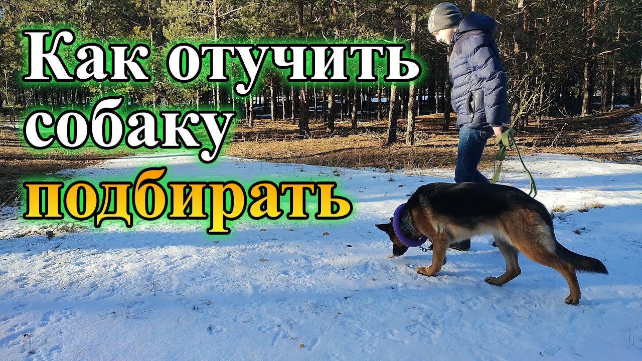Как отучить щенка / собаку подбирать с пола | Что делать если собака ест все подряд на прогулке?