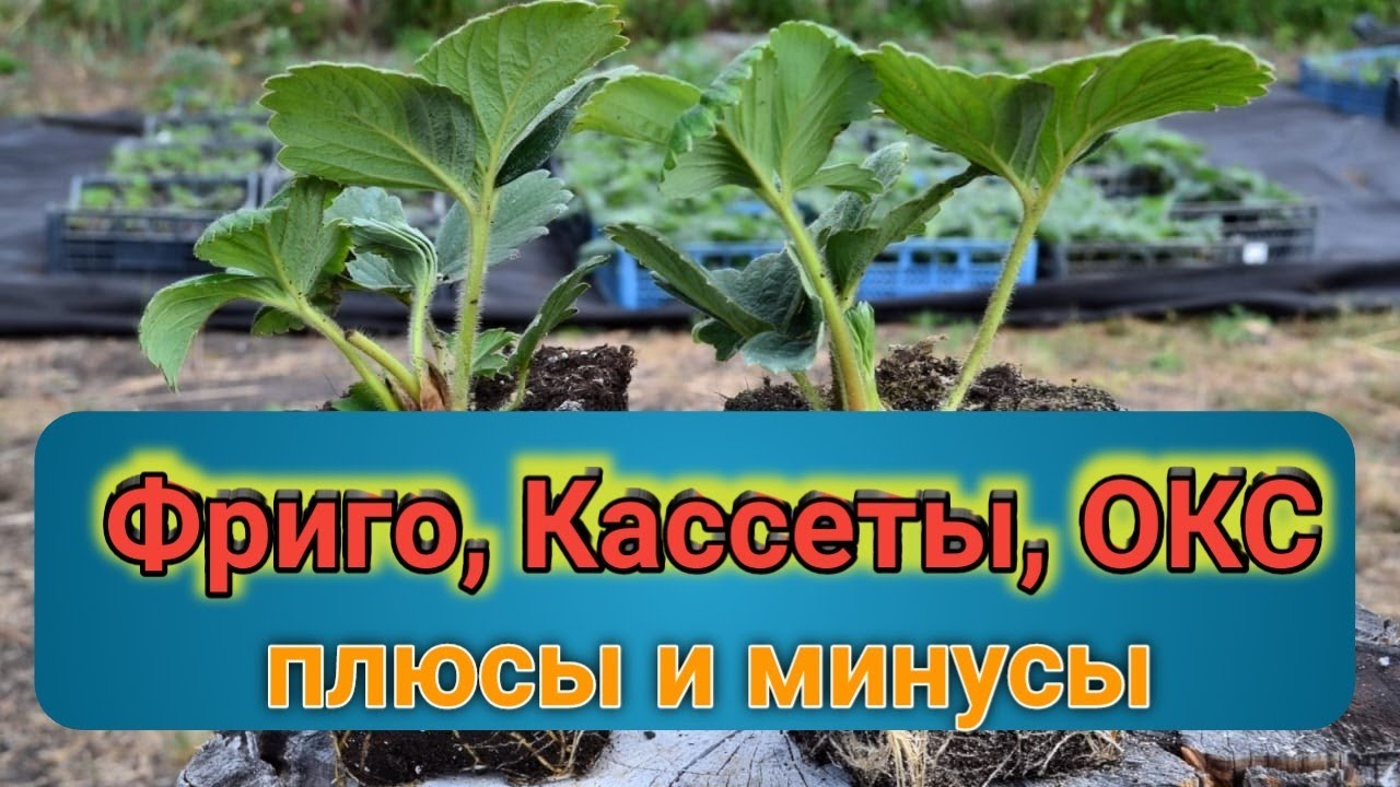 Рассада клубники: Фриго, Кассета, ОКС(копанка, зелёнка). В чем разница? Belklubnika.by