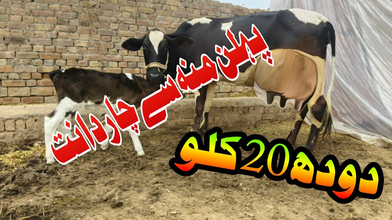 Friesen Jersey Cross Cow For In Pakistan 03001921999 Geo Animal TV 6 January 2026