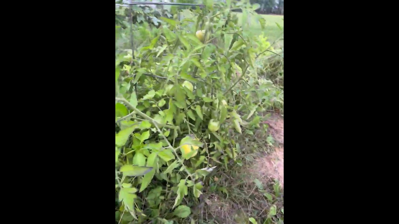 Garden Fail: Plant Spacing