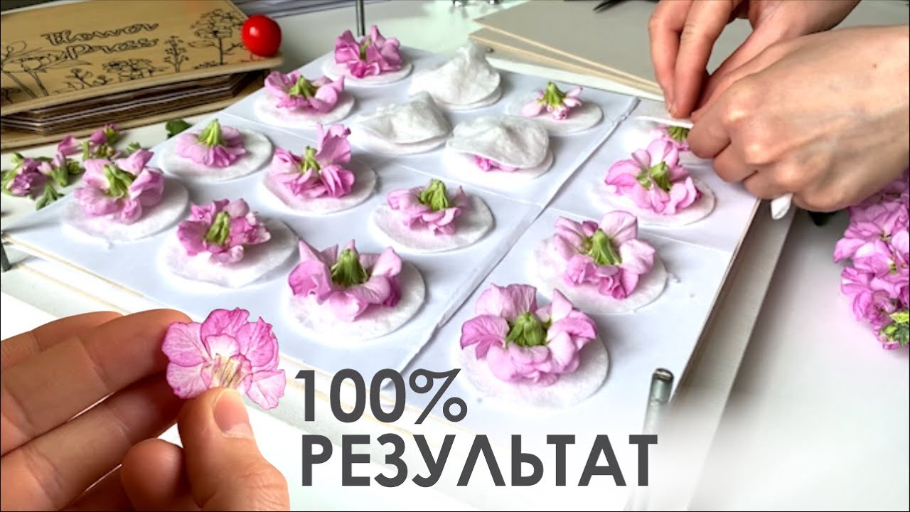 Как засушить МАТТИОЛУ? 🌸 Mattiola FLOWERS Pressing Tutorial 🌸